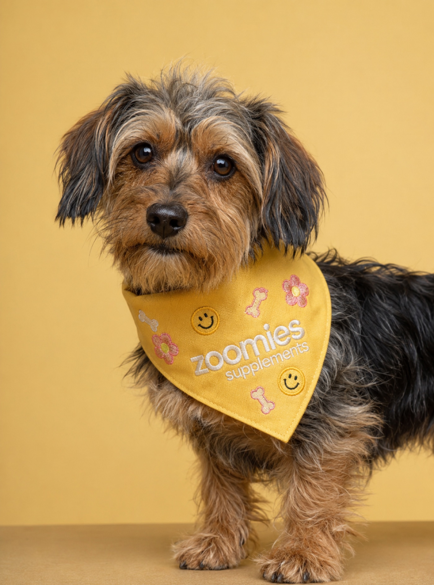 Dog wearing a yellow Zoomies supplements bandana
